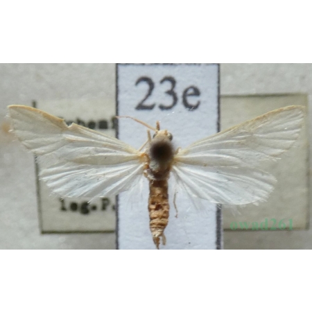 Acentria ephemerella (Denis & Schiffermüller, 1775) Nimfa jezioranka Czech23e